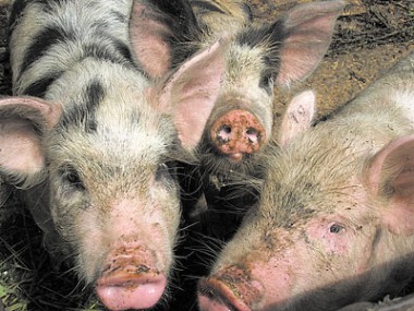 «Чистка» поголовья свиней
